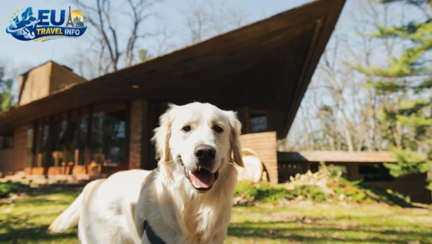 The Big Names Booking.com and Airbnb dog