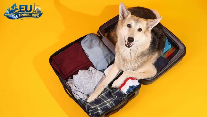 The Big Picture of Pet Travel