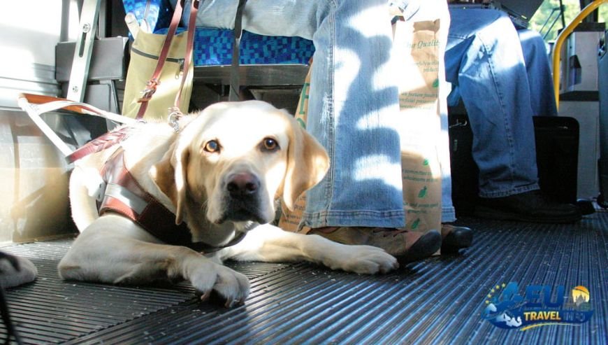 The Big Question Can Dogs Ride for Free