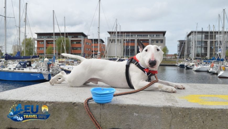 The Big Question Can I Take My Dog on the Ferry to France