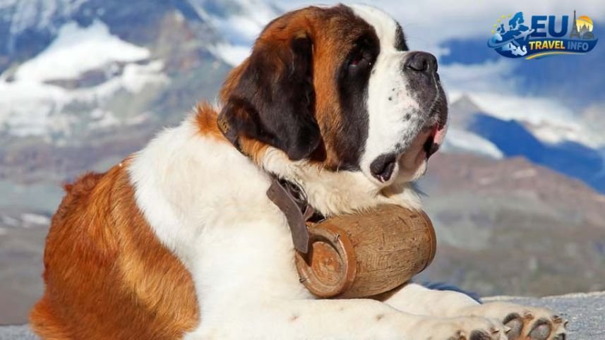 The Big Question Can I Take My Dog to Switzerland