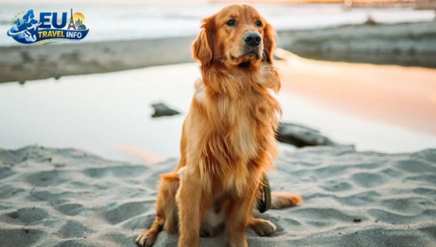 The Big Question Can I Take My Dog to the Beach