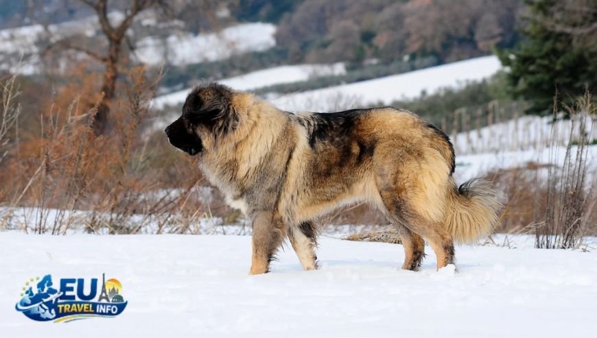 The Big Question Is Azerbaijan Dog Friendly