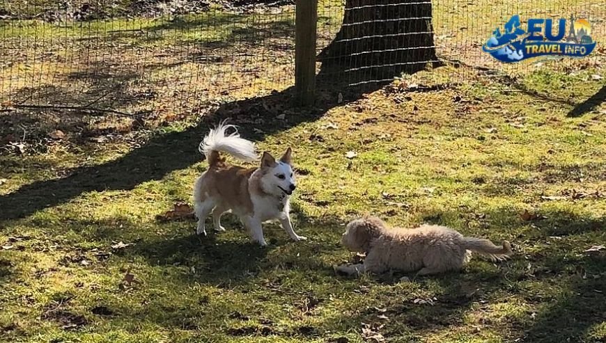 The Big Question Is Baku a Place for Pups