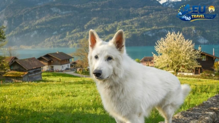 The Big Question Is Switzerland Dog Friendly