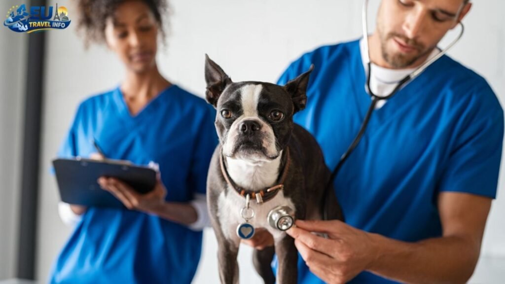 The Big Rules for Entry dog