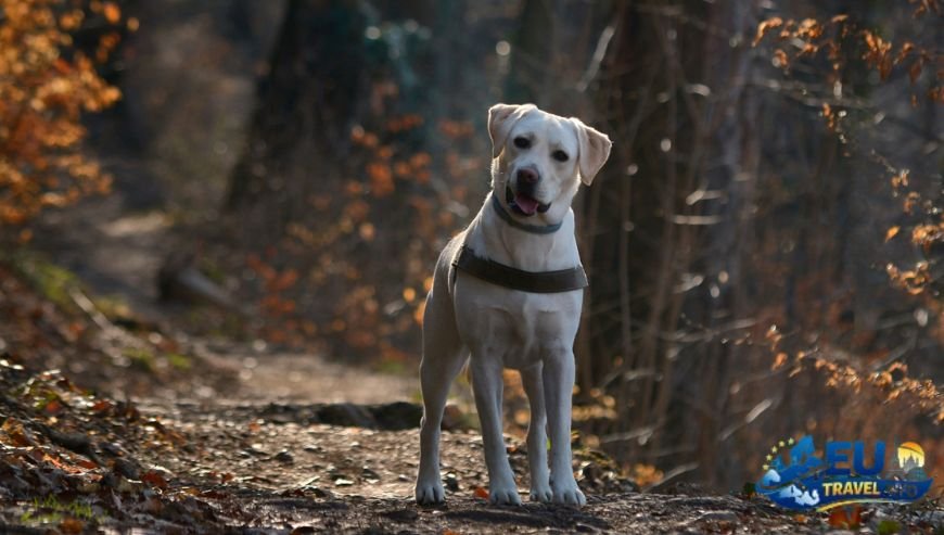 The Black Forest A Fairy Tale Vacation dog