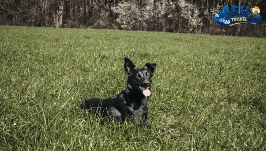 The Black Forest, Germany dog