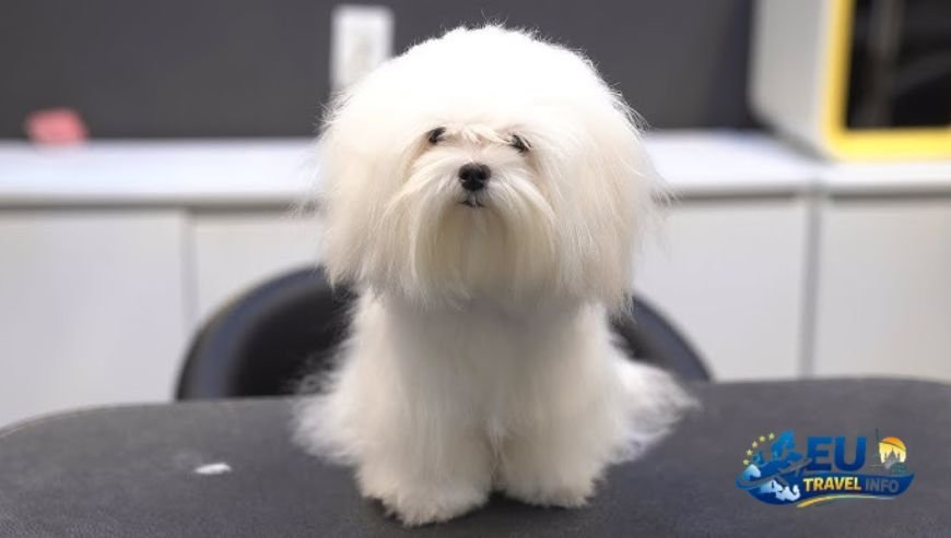 The Boutique Beauty The Toren dog