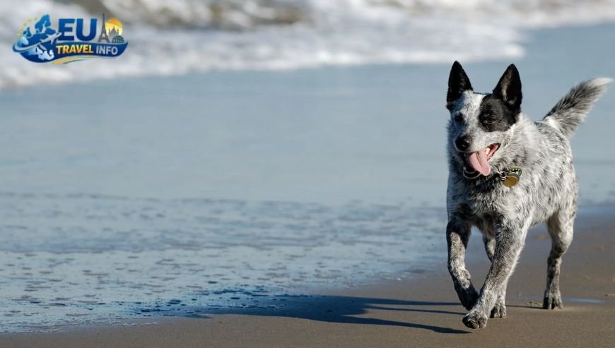 The Climate and The Best Time to Visit dog