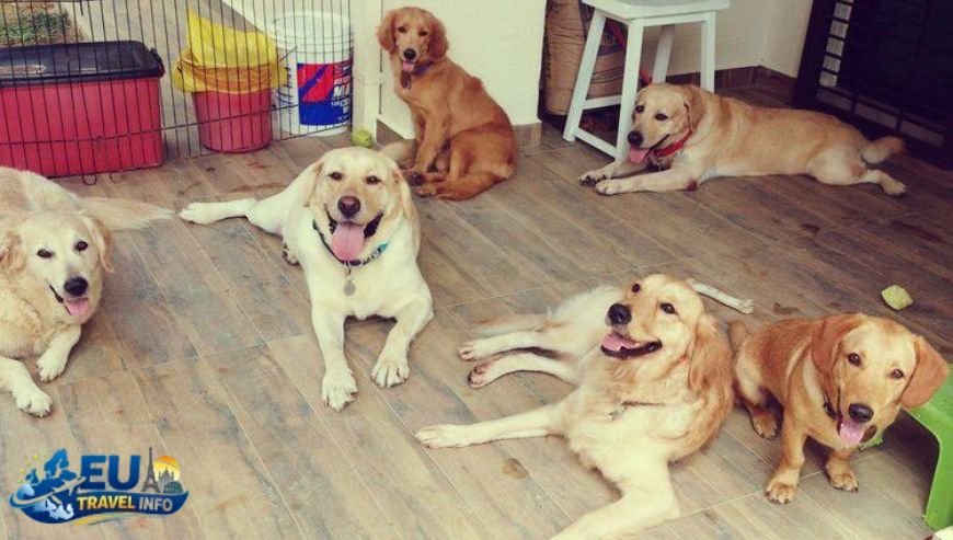 The Crete Pet Policy Knowing the Rules