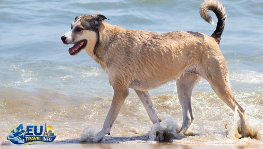 The Crown Jewel Rosie’s Dog Beach in Long Beach
