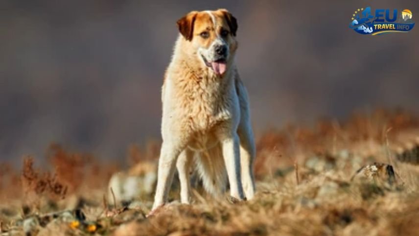 The Cultural Hub Plovdiv dog