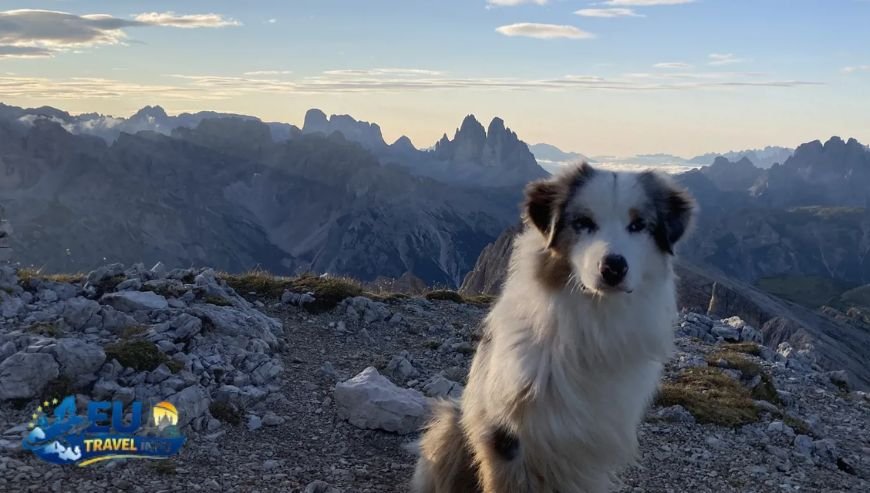 The Dolomites High Peaks and Alpine Huts dog