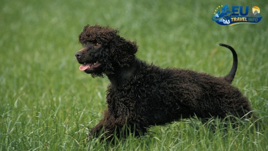 The Emerald Beauty Soča Valley dog