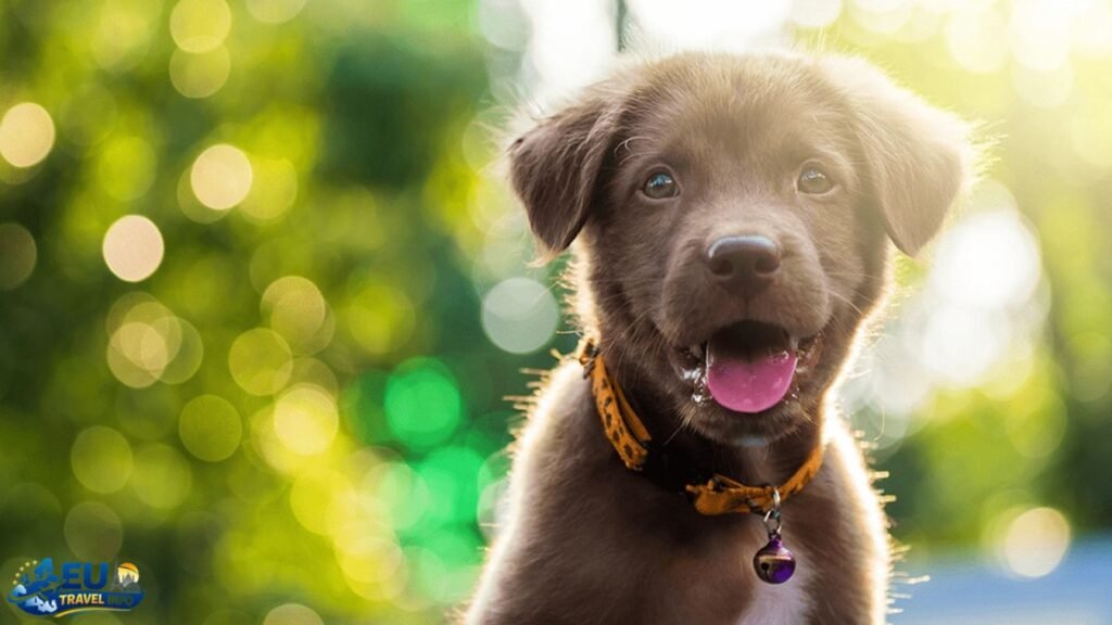 The Essential Legal Stuff You Must Know