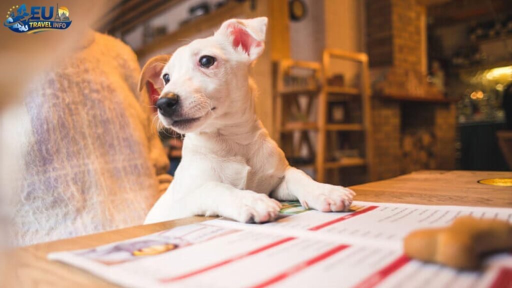 The Essential Paperwork and Rules for Your Entry dog