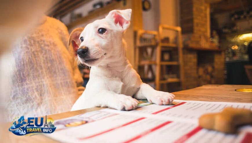 The Essential Paperwork for Your Dog