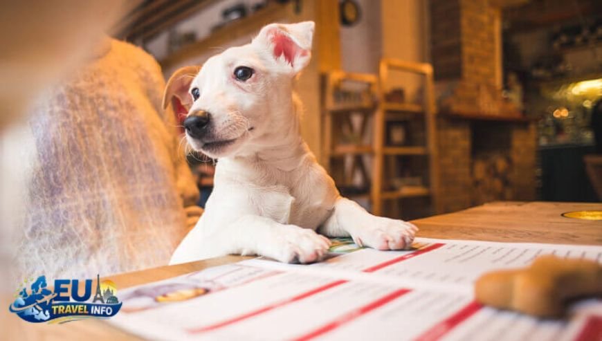 The Essential Paperwork for Your Trip dog