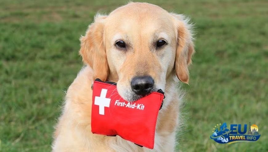 The Essentials Paperwork and Preparation dog