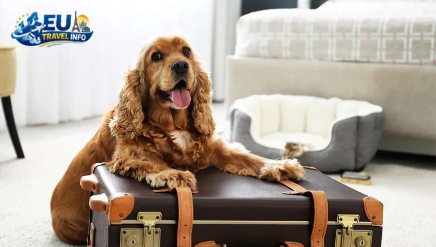 The Essentials of Dog Travel in Europe