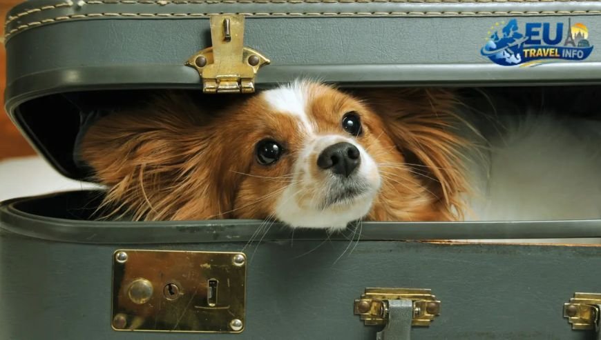 The Essentials of Planning Your Trip dog
