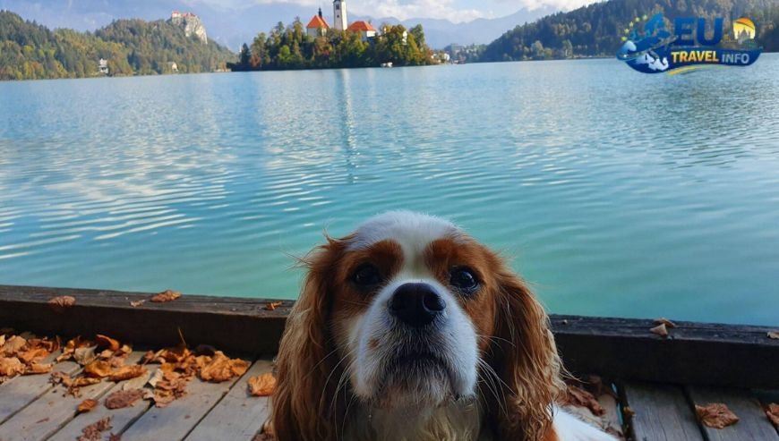 The Fairy Tale Is Lake Bled Dog Friendly