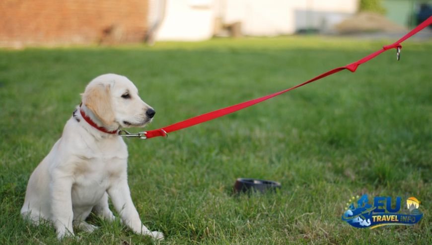 The First Step Getting to the Region dog