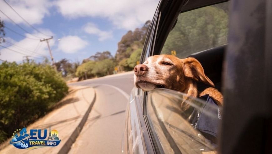 The First Steps Getting Ready for the Big Trip dog