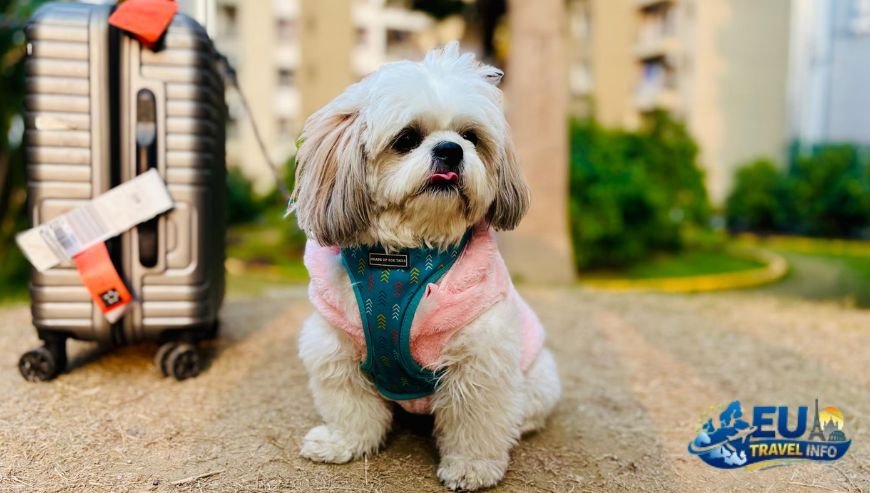 The First Steps Logistics and Paperwork dog