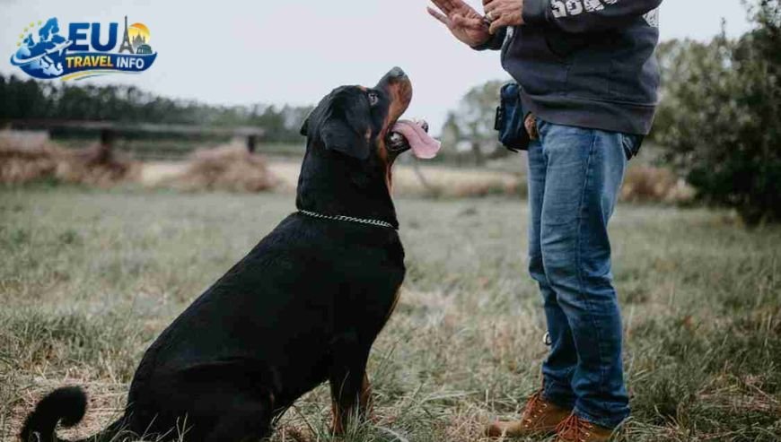 The First Steps Paperwork and Protection dog