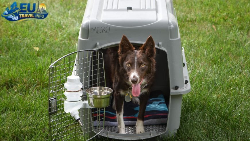 The Flight and the Crate dog