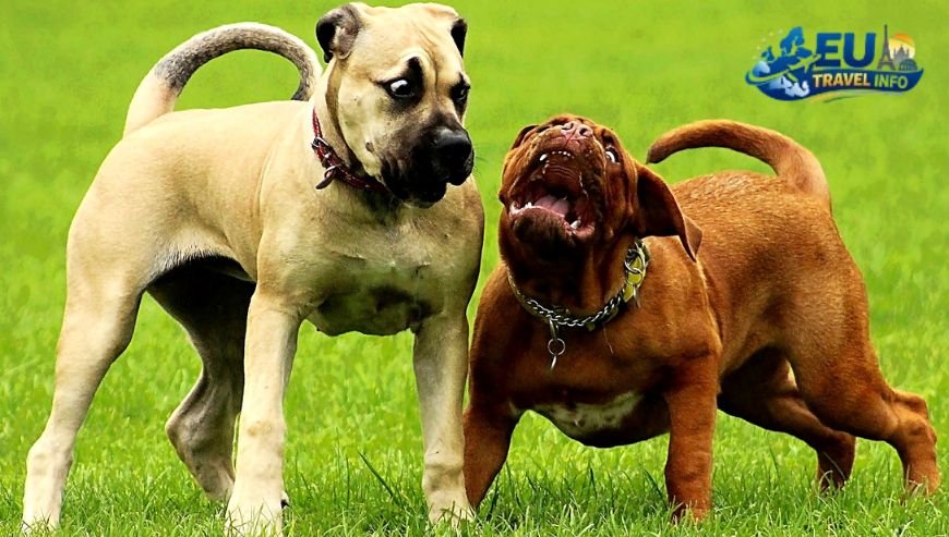 The Forbidden List Banned Breeds