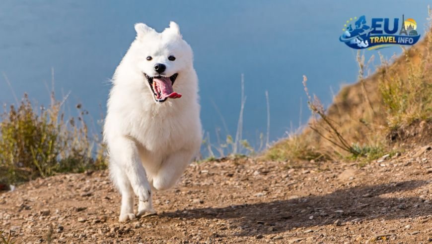 The Glamorous Alpes-Maritimes dog