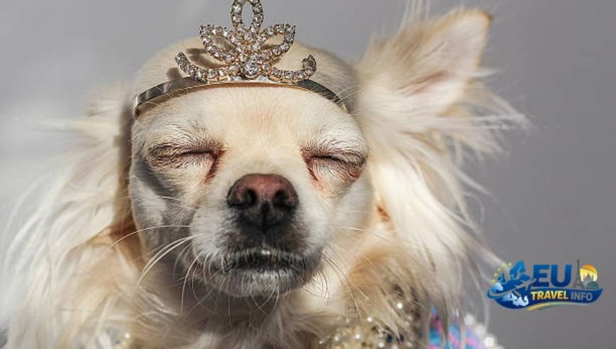 The Glamour of the Var Department dog