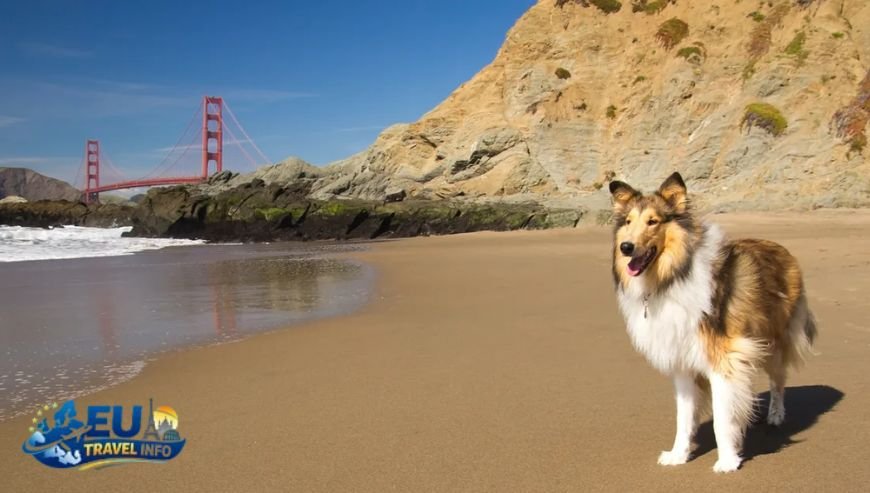 The Golden State California Dog Beach Paradise