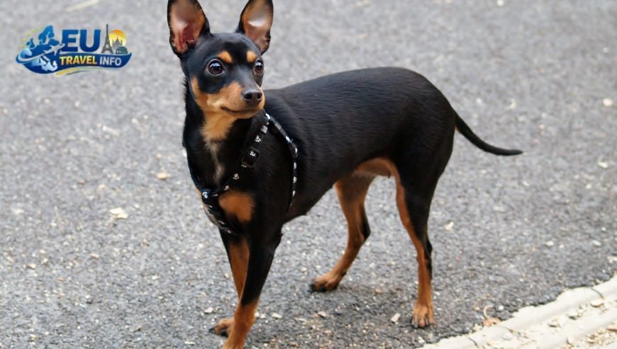 The Gourmet Scene in Prague dog