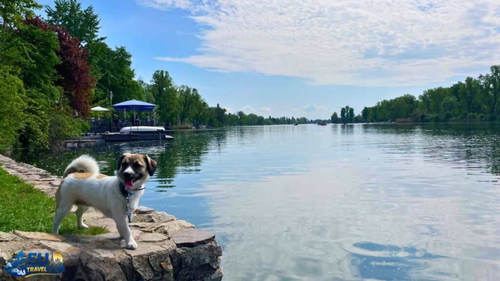 The Grand City of Vienna: A Paradise for Pups