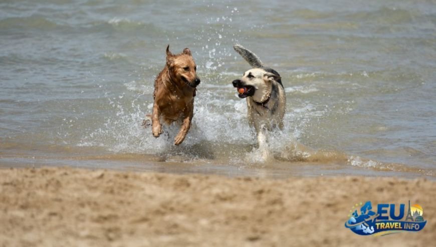 The Hidden Gem of Nicosia Steratzia dog