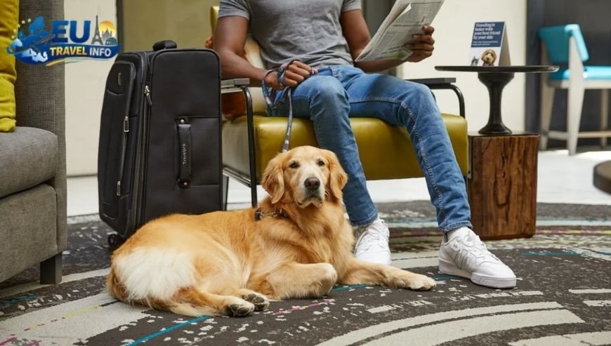 The Hilton Experience at Maison Astor dog