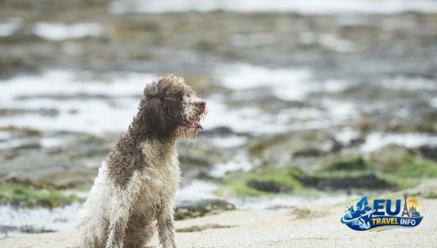 The Hospitality Kings of Rimini and Emilia-Romagna dog