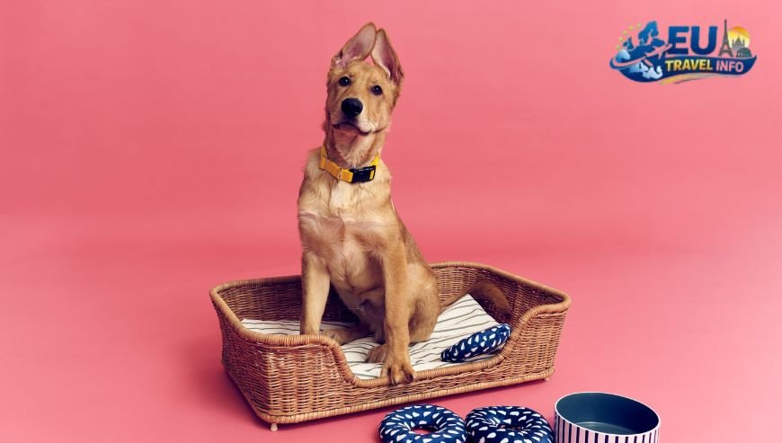 The IKEA Experience dog