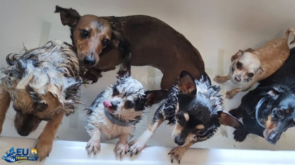 The Incredible Dog Culture of the Czech Republic