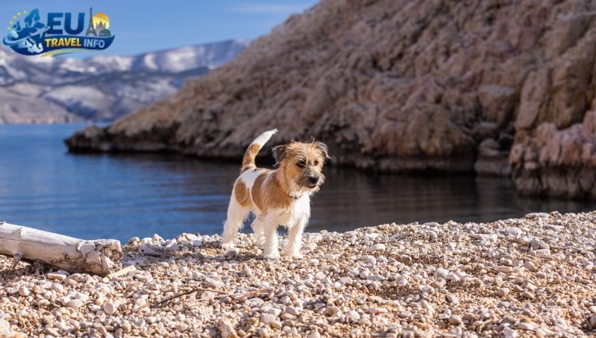 The Island of Krk dog