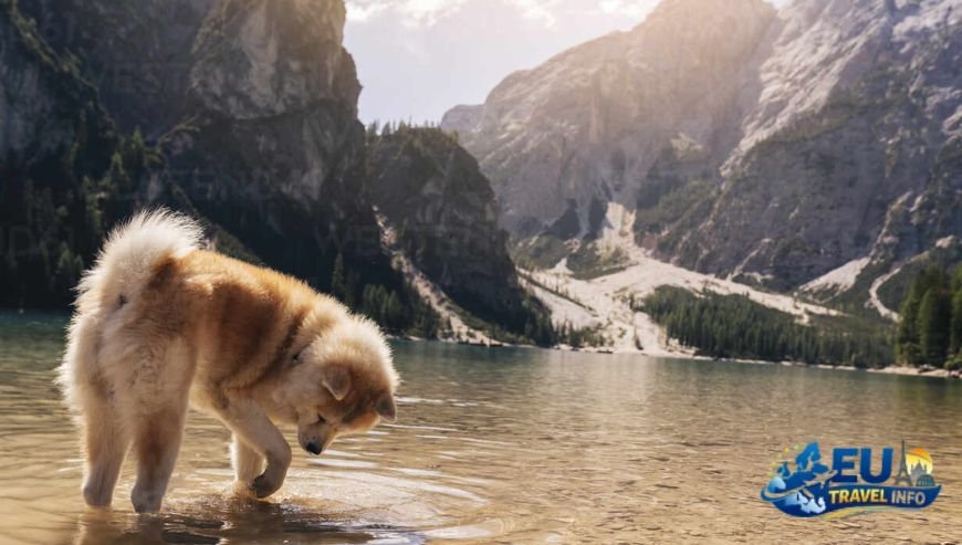The Italian Lakes and Dolomites dog