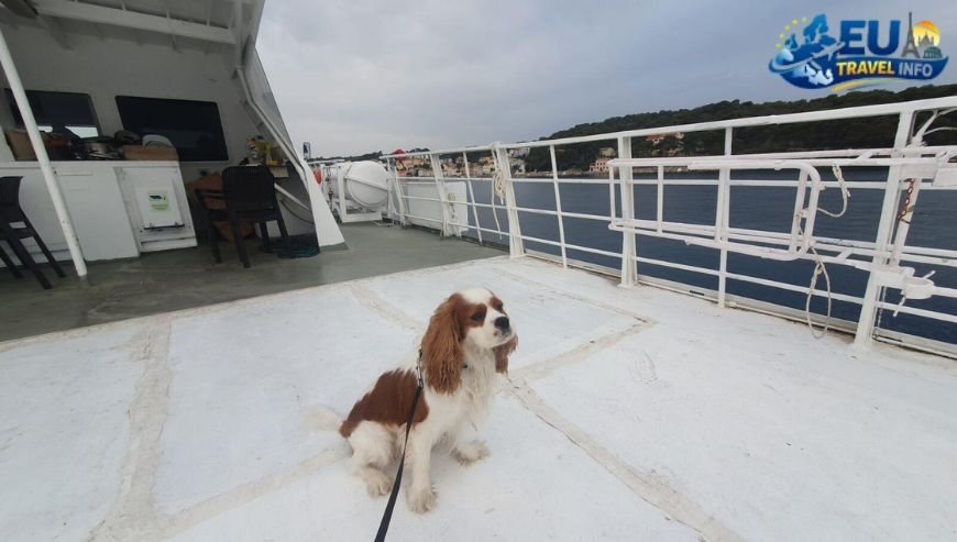 The Jadrolinija Ferries dog