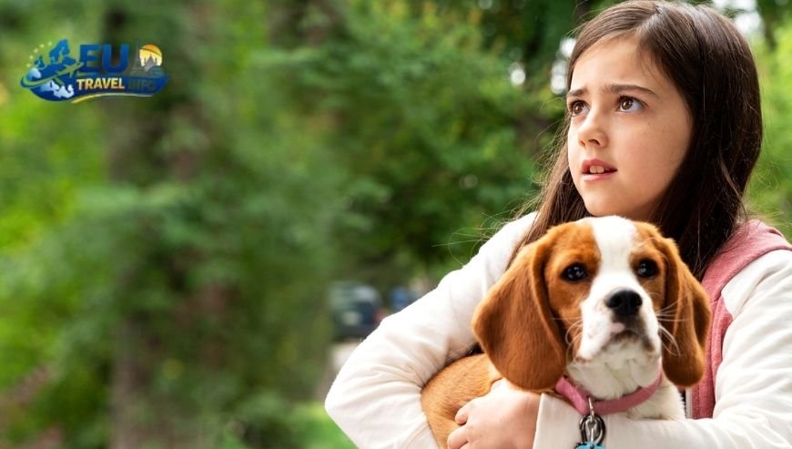 The Journey Across the Channel dog