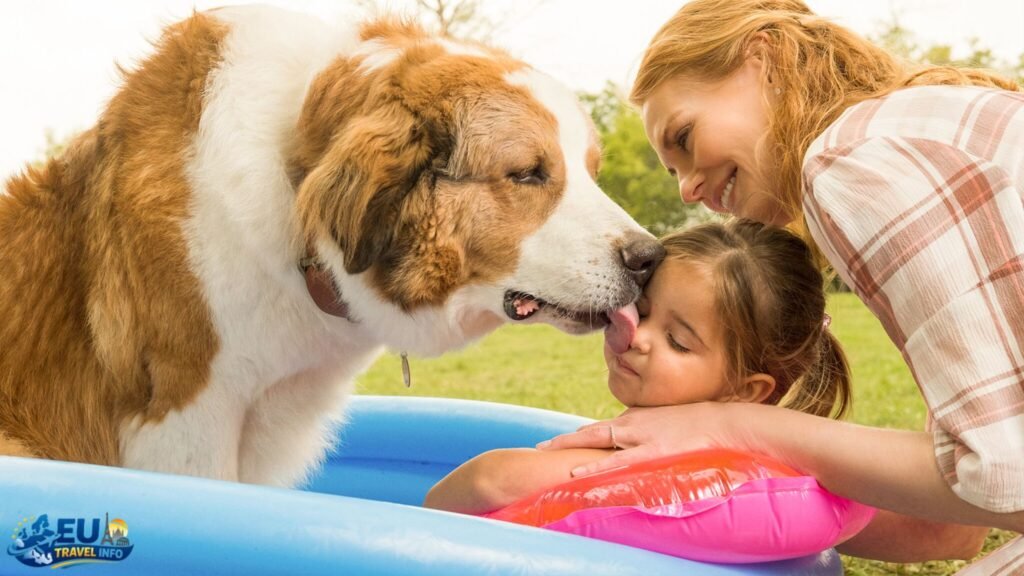 The Journey Begins: How to Get Your Dog to the Island