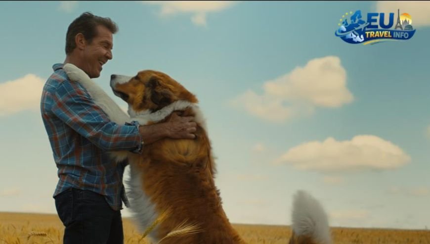 The Journey and Arrival dog