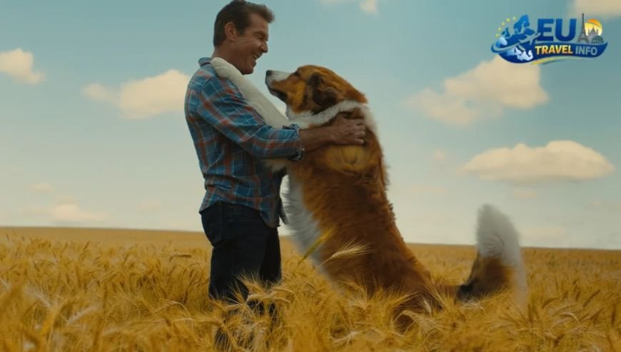 The Journey to Balzers dog